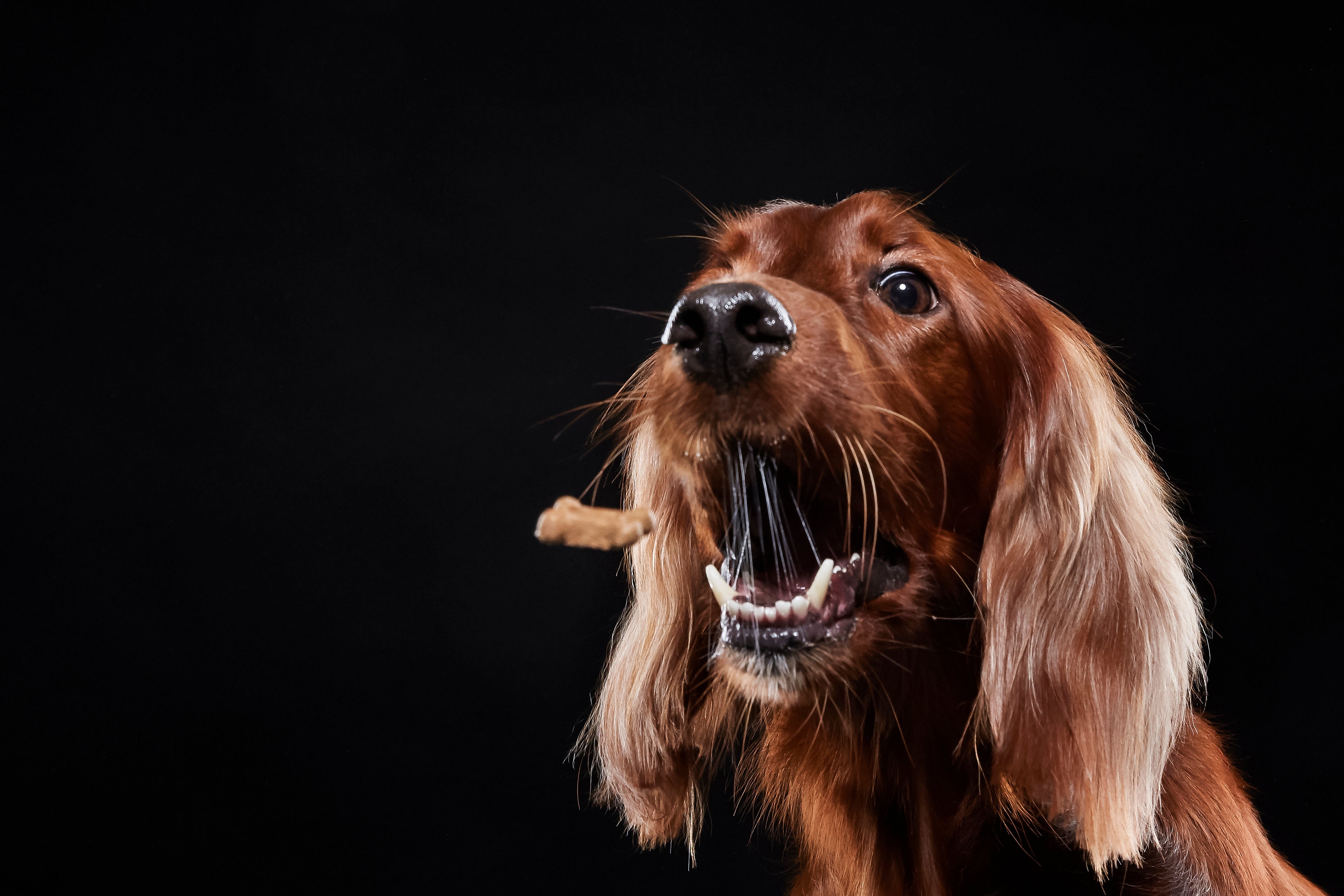 Godbidder til hund